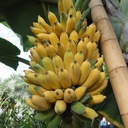 INIVIT PV-0630 (Rizomas) (copia)