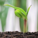 INIVIT PV-0630 (RIZOMAS) (copia)