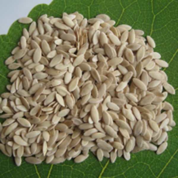 Semilla de habichuela (copia)