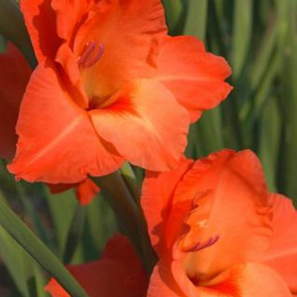 Gladiolo amarillo (copia)