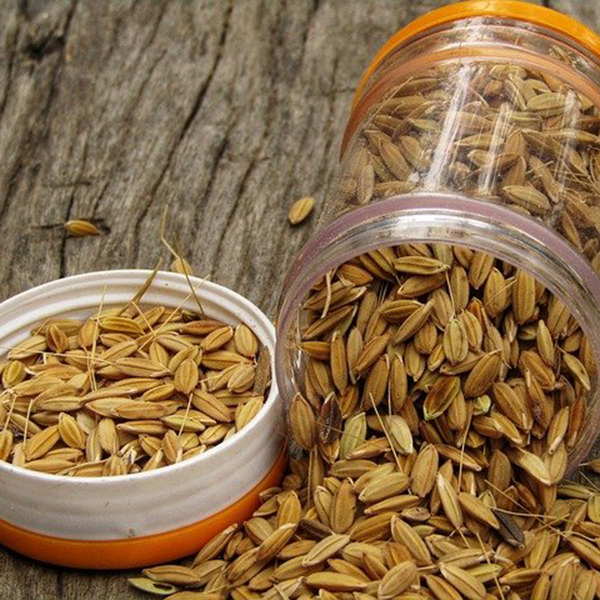 Semilla arroz