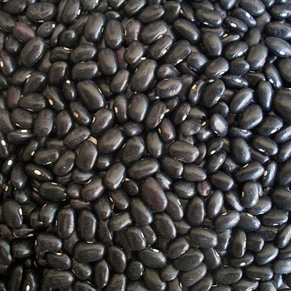 Semilla de Frijol Negro