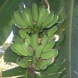 INIVIT PB-2012 (RIZOMAS)