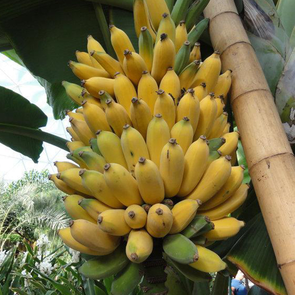 INIVIT PV-0630 (Rizomas) (copia)