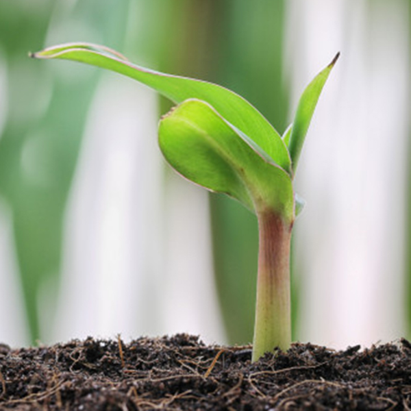 INIVIT PV-0630 (RIZOMAS) (copia)