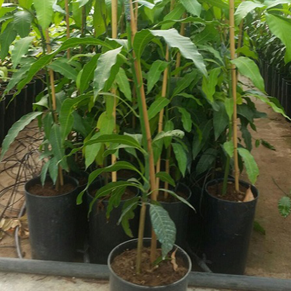 Plántulas de aguacate