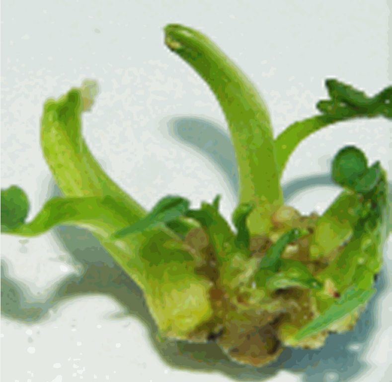 Plántulas de anonaceas (copia)