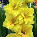 Gladiolo amarillo