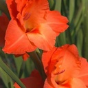 Gladiolo amarillo (copia)