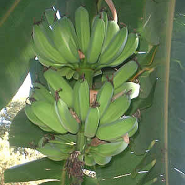 INIVIT PB-2012 (RIZOMAS)