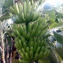 INIVIT PB-2012 (RIZOMAS) (copia)