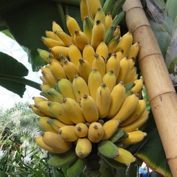 INIVIT Manzano (RIZOMAS)