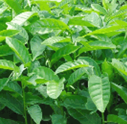 Plántulas de aguacate (copia)