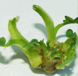 Plántulas de anonaceas (copia)